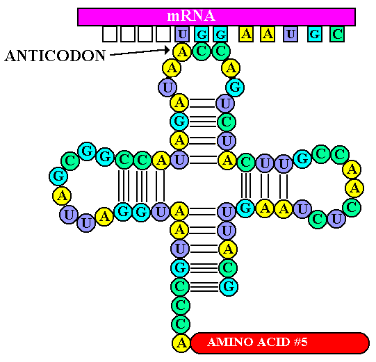 bio_nucleic acid3