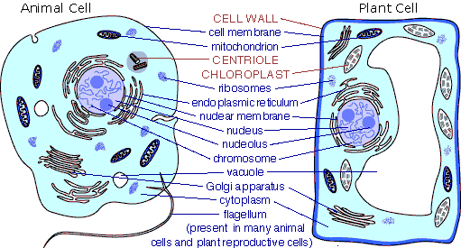 cellbiology_celldifference2