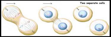 cellbiologymitosis1