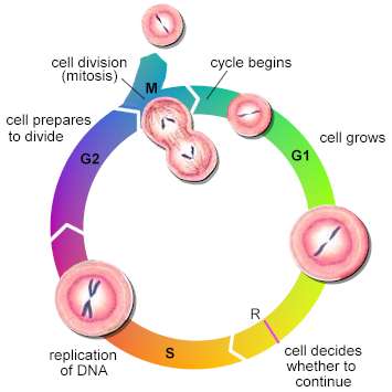 cellbiologymitosis2