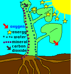 cellbiologyphotosynthesis2