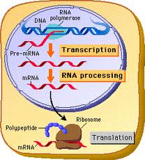 dna_b_function-2