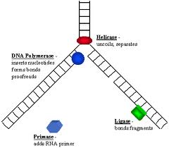 dna_enzymes-2