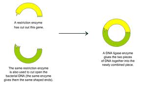 dna_enzymes-5