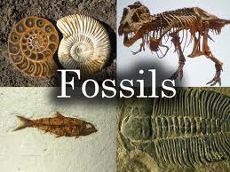 evolutionfossils2