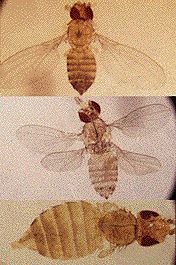 Fruit flies have altered the number of wings