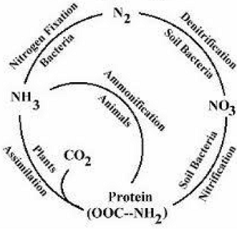 nitrogen_cycle-2