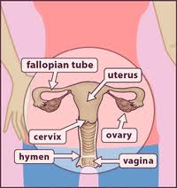 anatomy_uterus-2