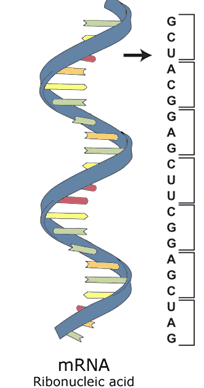 bio_nucleic acid2