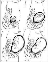 bio_pregnancy08