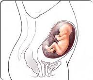 bio_prenatal011