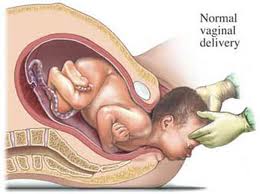 bio_prenatal014
