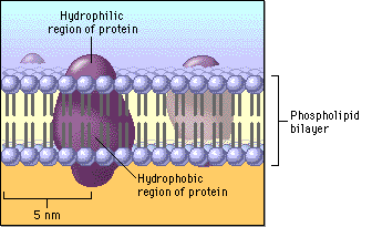 cellbiology_cellmembrane1