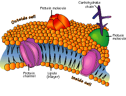 cellbiology_cellmembrane2