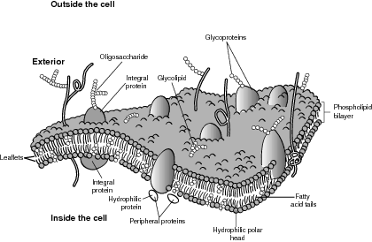 cellbiology_cellmembrane3