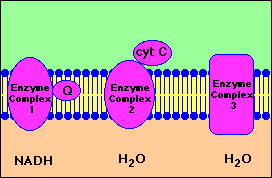 cellbiology_oxidative1
