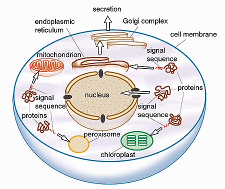 cellbiologyintracellular1