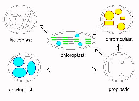 cellbiologyintracellular9