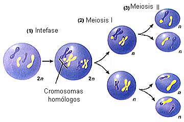 cellbiologymeiosis2