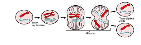 cellbiologymitosis7