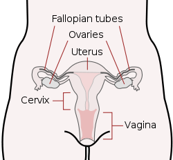 cervix2