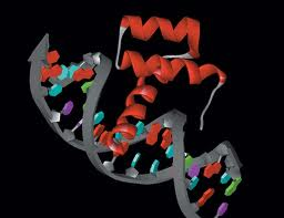 dna_b_function-1
