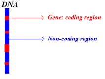 dna_b_function-4