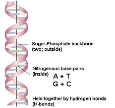dna_research-6