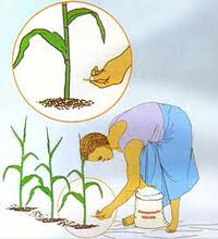 fertilizers-3