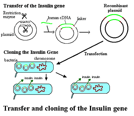 gene_cloning-2