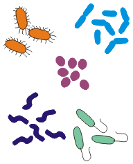 microbiology_monera1