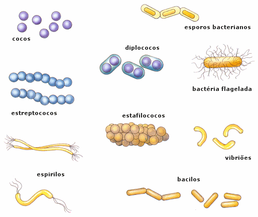 microbiology_monera2