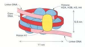 nucleosome-3