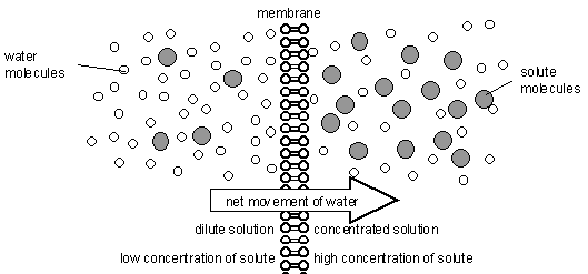 trans_membrane-3